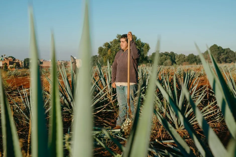 Image of a blue agave plant being harvested by a jimador